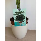 Kép 3/7 - schefflera_nora_