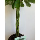 Kép 4/7 - schefflera_nora_
