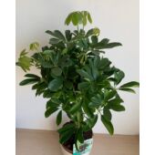Kép 6/7 - schefflera_nora_