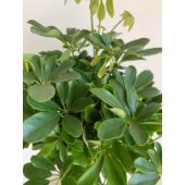 Kép 7/7 - schefflera_nora_