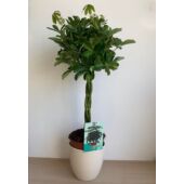 Kép 1/7 - Sugárarália (Schefflera Nora)