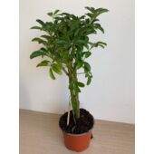 Kép 3/5 - sugararalia_