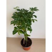 Kép 4/5 - sugararalia_