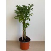 Kép 1/5 - Sugárarália (schefflera luseana)