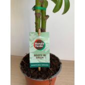 Kép 5/5 - sugararalia_
