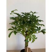 Kép 2/5 - sugararalia_
