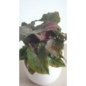 Kép 2/6 - syngonium_maria_1