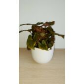 Kép 3/6 - syngonium_maria_1