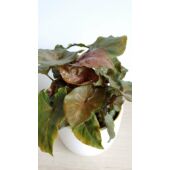Kép 4/6 - syngonium_maria_1