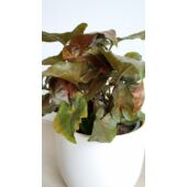 Kép 5/6 - syngonium_maria_1