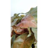 Kép 6/6 - syngonium_maria_1