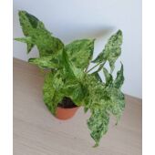 Kép 2/5 - Syngonium_podophyllum_Mottled_Mojito