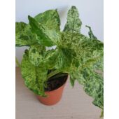 Kép 3/5 - Syngonium_podophyllum_Mottled_Mojito