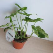 Kép 4/5 - Syngonium_podophyllum_Mottled_Mojito
