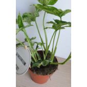 Kép 5/5 - Syngonium_podophyllum_Mottled_Mojito