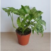 Kép 1/5 - Syngonium podophyllum 'Mottled Mojito