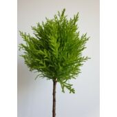 Kép 3/4 - Szoba ciprus 'Cupressus macrocarpa' két labdás