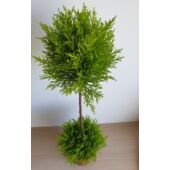 Kép 4/4 - Szoba ciprus 'Cupressus macrocarpa' két labdás