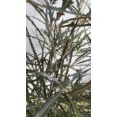 Kép 2/4 - tenyeraralia_1