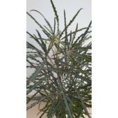 Kép 3/4 - tenyeraralia_1