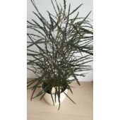 Kép 4/4 - tenyeraralia_1