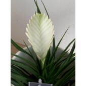 Kép 5/5 - Fehér szakállbromélia ‘bianchini’ (Tillandsia cyanea ‘bianchini’)