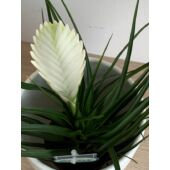 Kép 1/5 - Fehér szakállbromélia ‘bianchini’ (Tillandsia cyanea ‘bianchini’)