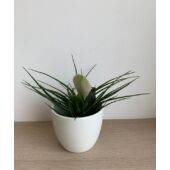 Kép 2/5 - Fehér szakállbromélia ‘bianchini’ (Tillandsia cyanea ‘bianchini’)