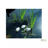 Kép 2/2 - Ubbink Úszó kiskacsa fehér, 12 cm / Élethű madár figura