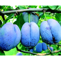 Bluefree szilva gyümölcsfa