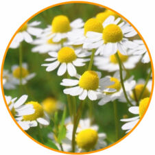 Gyógynövény magok