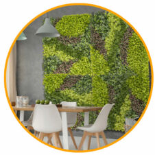 Zöldfal, műnövény