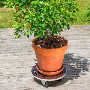 Nortene Flora Roll Strong növény alátét