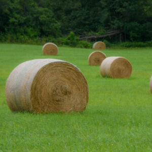 Greenland kaszáló fűmagkeverék 25 kg Greenland kaszáló fűmagkeverék 25 kg