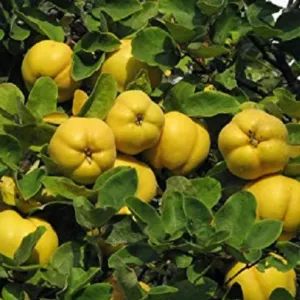 Angersi birs gyümölcsfa, szabadgyökeres