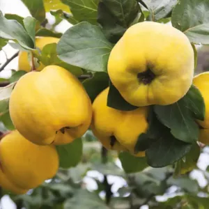 Konstantinápolyi birs gyümölcsfa, szabadgyökeres