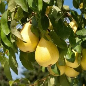 Árpával érő körte gyümölcsfa, szabadgyökeres