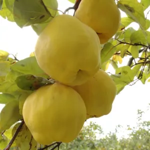 Mezőtúri birs gyümölcsfa, szabadgyökeres