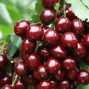 Rita cseresznye gyümölcsfa, szabadgyökeres