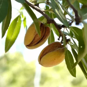 Budatétény 70 mandula szabadgyökeres