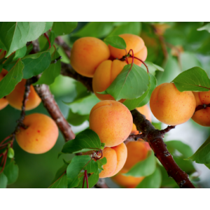 Ceglédi arany kajszibarack gyümölcsfa