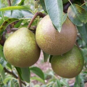 Téli esperes körte gyümölcsfa