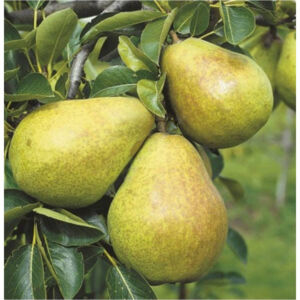 Vilmos körte gyümölcsfa