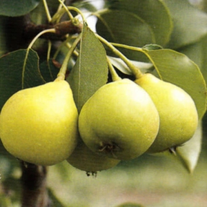 Arabitka körte gyümölcsfa