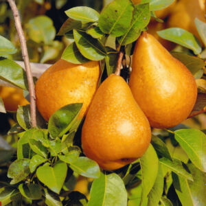 Bosc Kobak körte gyümölcsfa