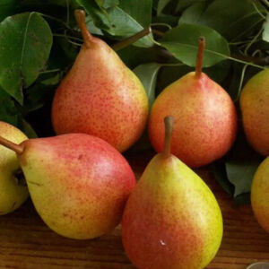 Clapp körte gyümölcsfa