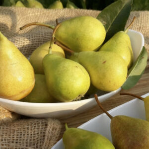 Nagy szegfűkörte gyümölcsfa, szabadgyökeres