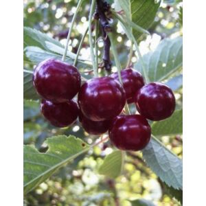 Csengődi meggy gyümölcsfa