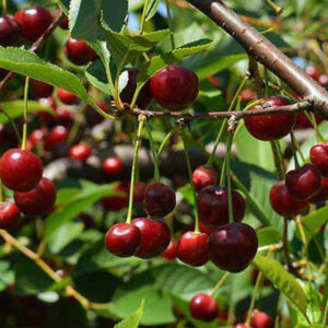 Cigány meggy gyümölcsfa, szabadgyökeres