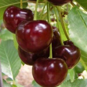 Érdi jubileum meggy gyümölcsfa